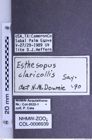 Etiketten zu Esthesopus claricollis (Say, 1836) (NHMW-ZOO-COL-0006939)